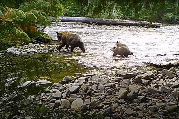  Grizzly bear and cubs catch salmon